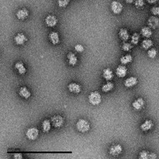 2024-04_Brazil Article_DENV1-01