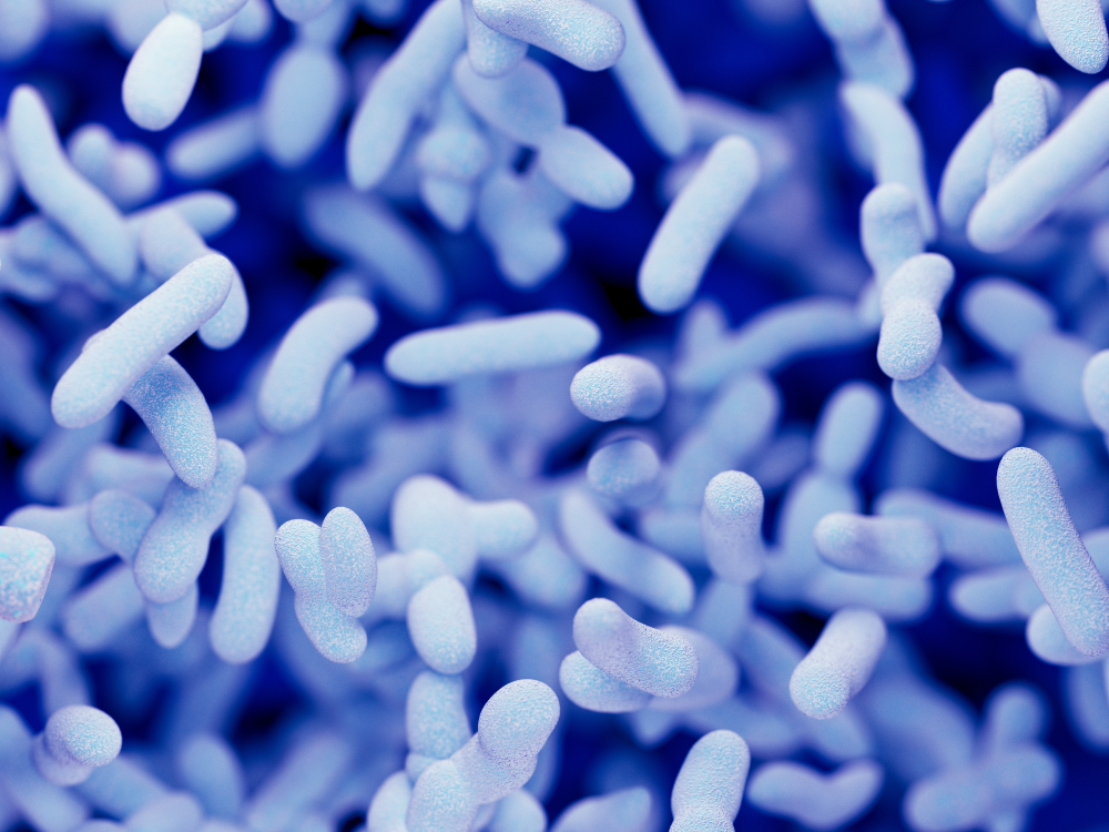 Legionella pneumophila_Stock