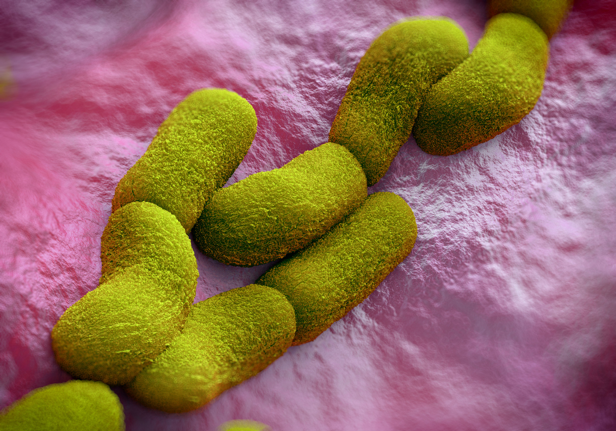 iStock-486578898 Yersinia pestis